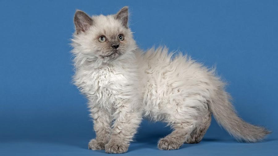 Selkirk Rex Longhair