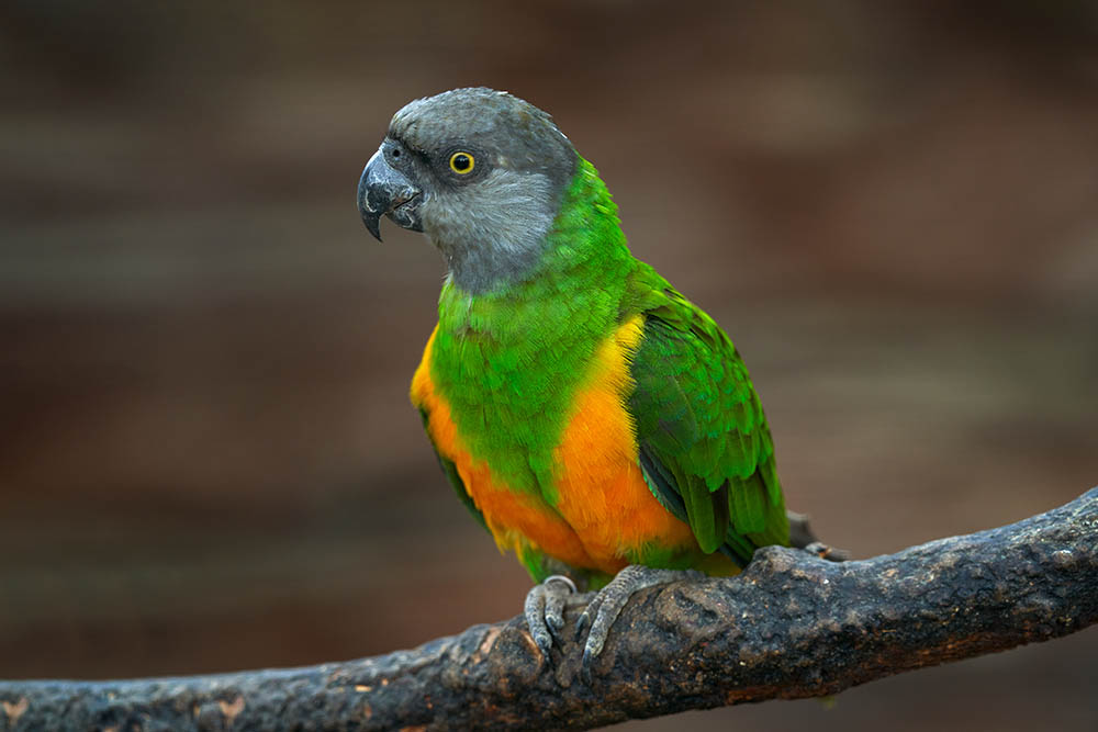 Senegal Parrot