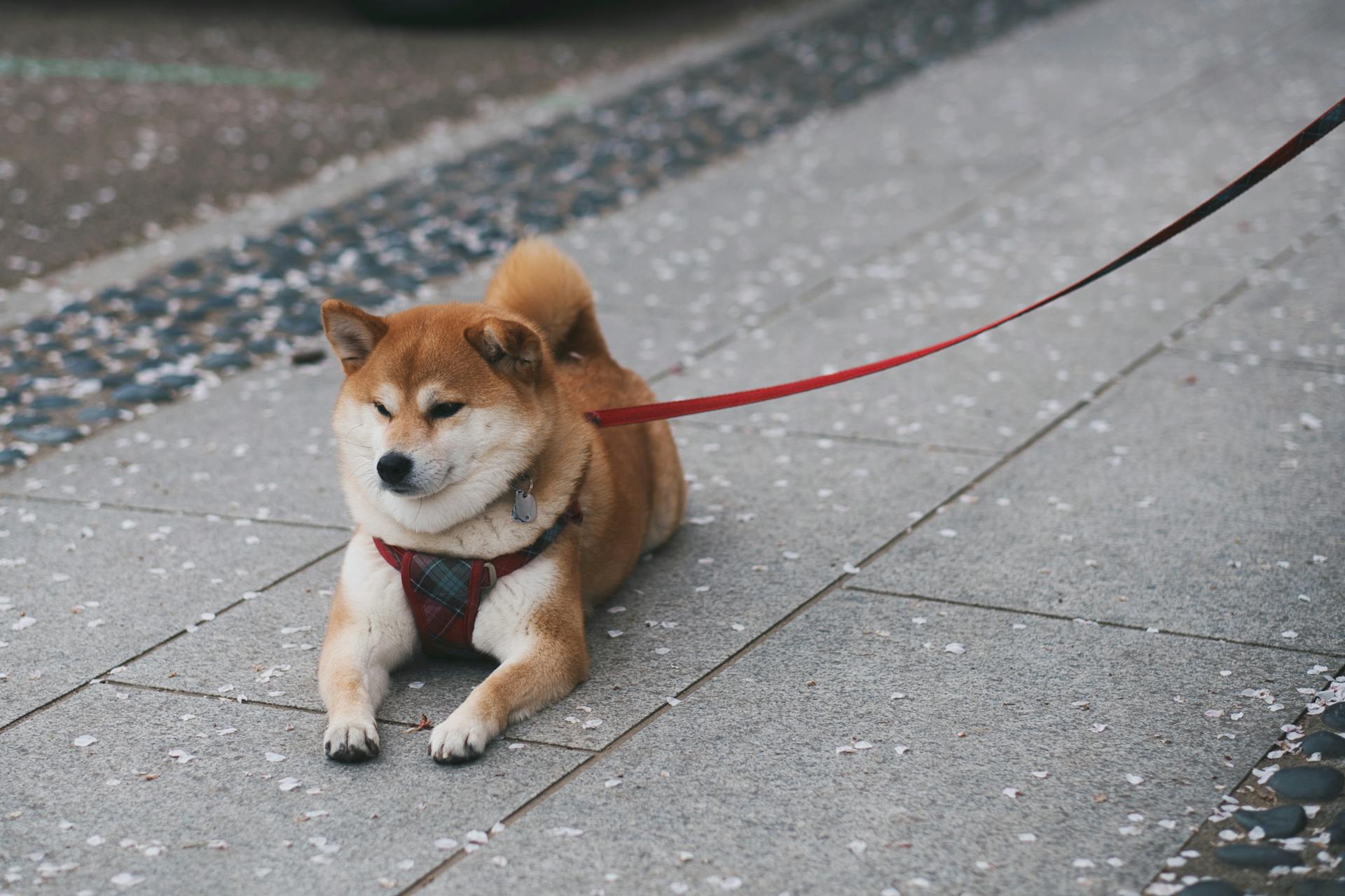 Shiba Inu