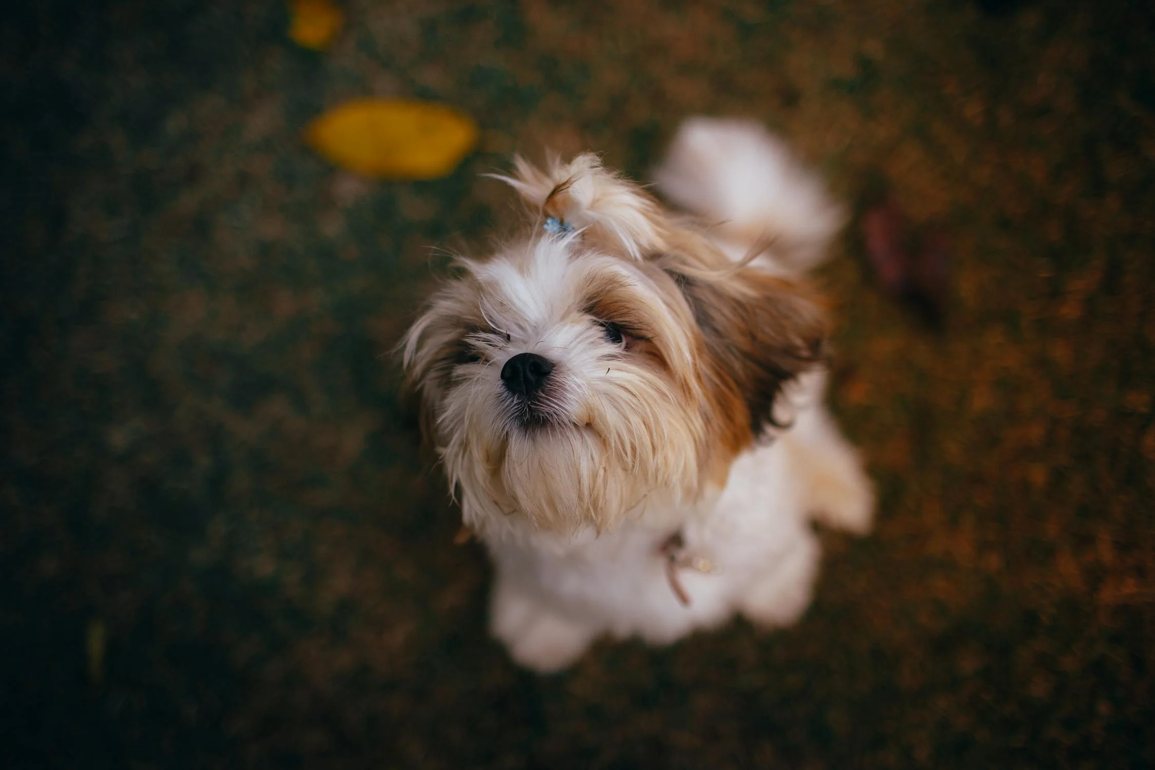 西施犬 狮子狗