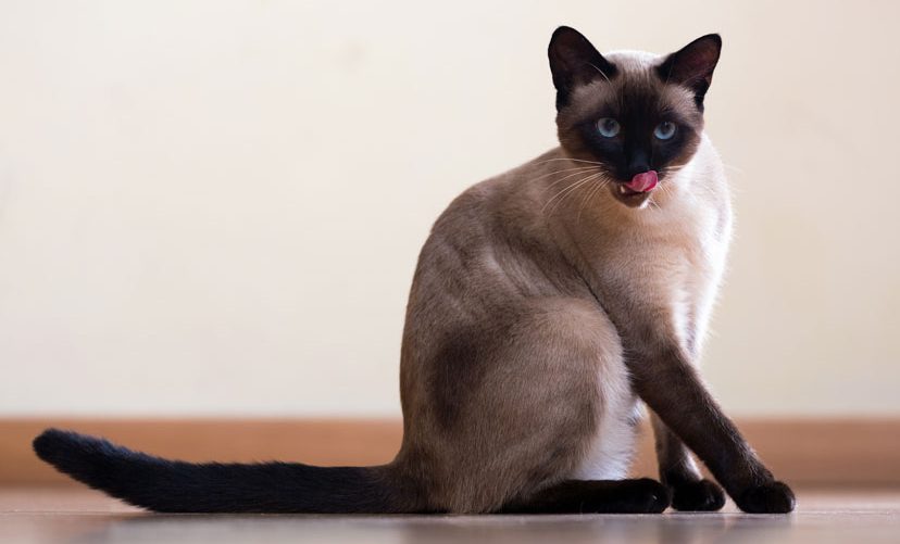 Siamese