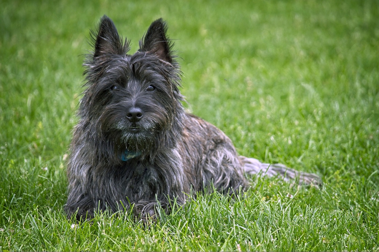 Skye Terrier