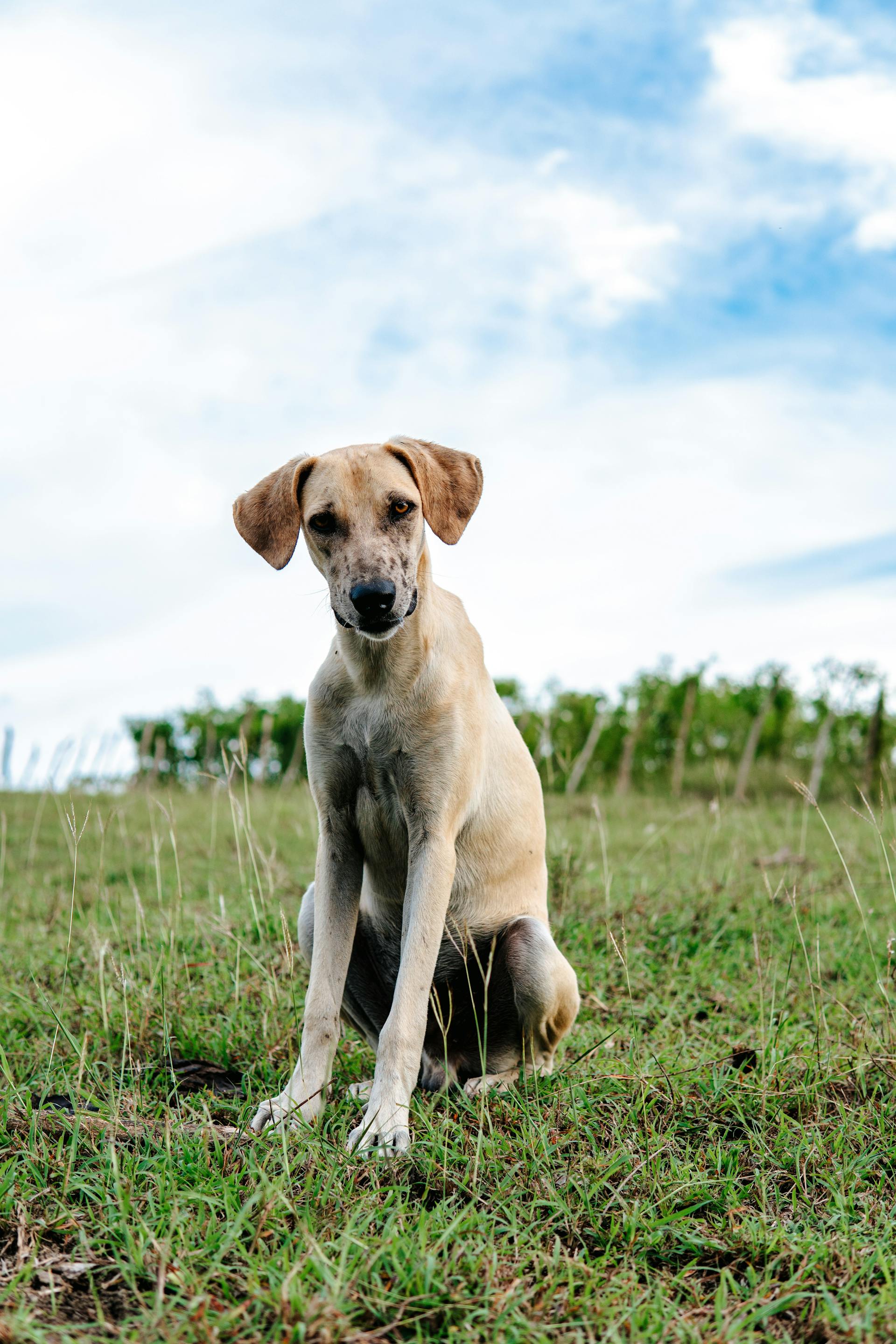 斯劳吉猎犬