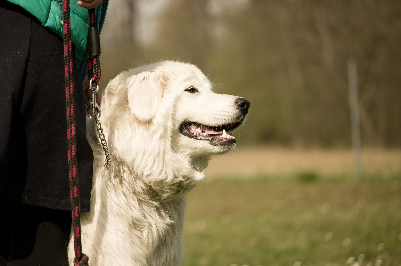 斯洛伐克库瓦奇犬