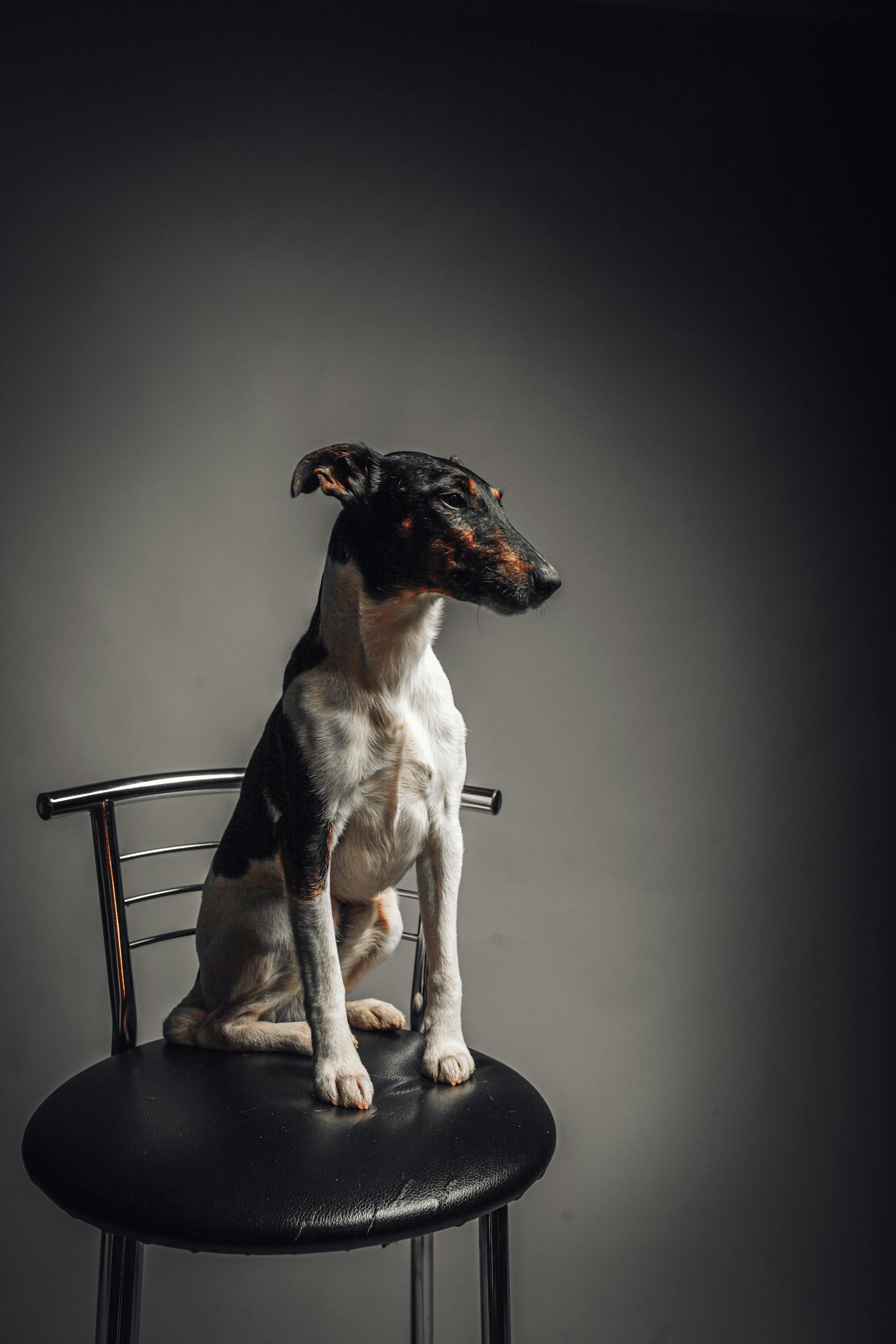 Smooth Fox Terrier