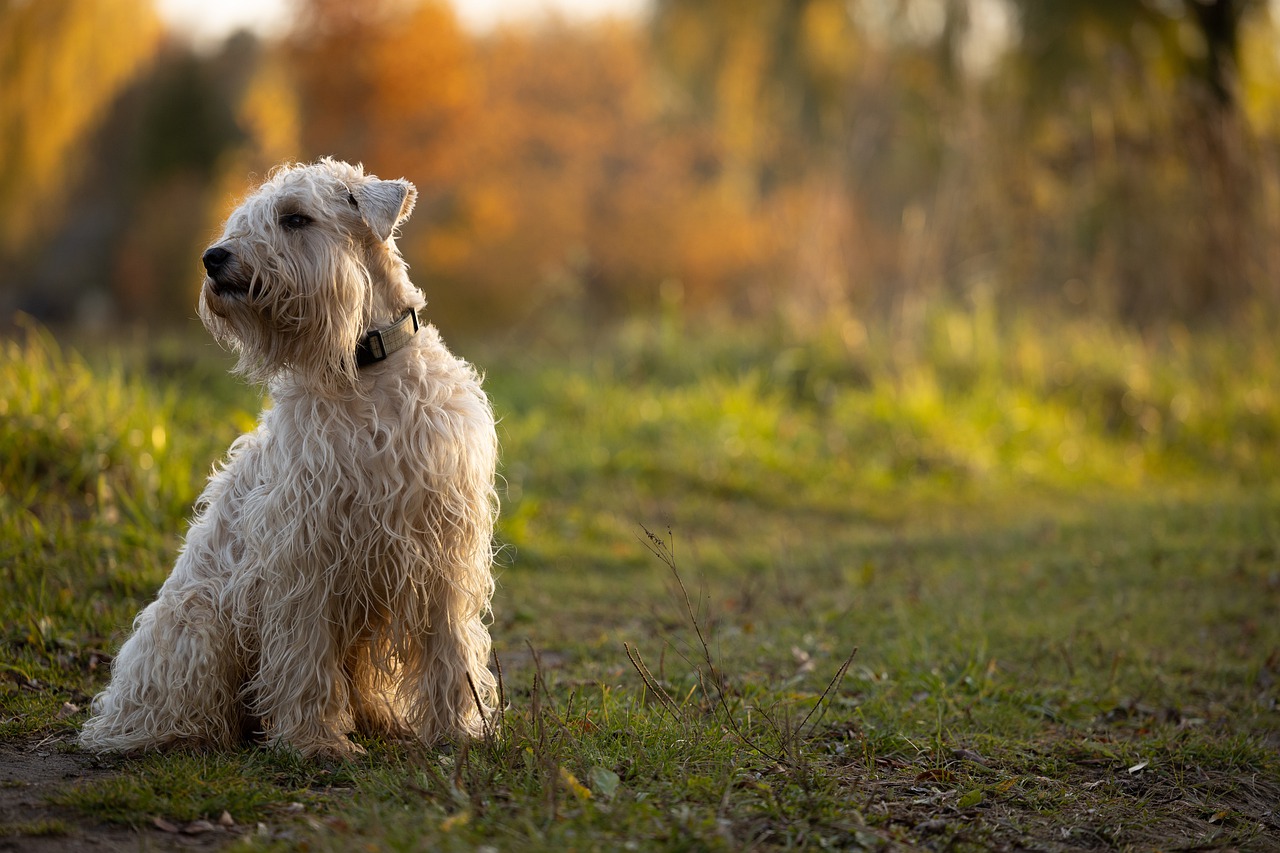 Soft-Coated Wheaten Terrier