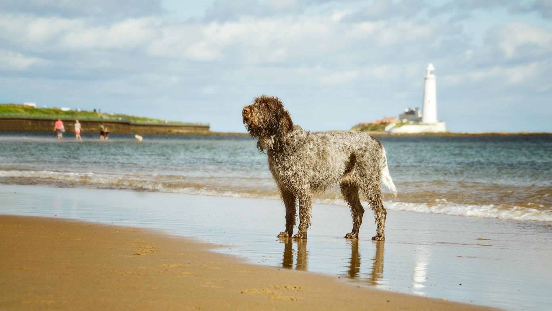 Spinone Italiano