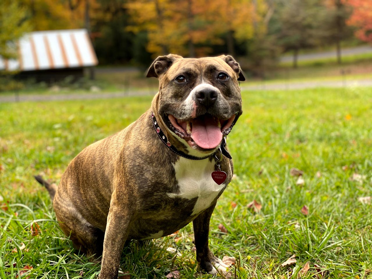 Staffordshire Bull Terrier