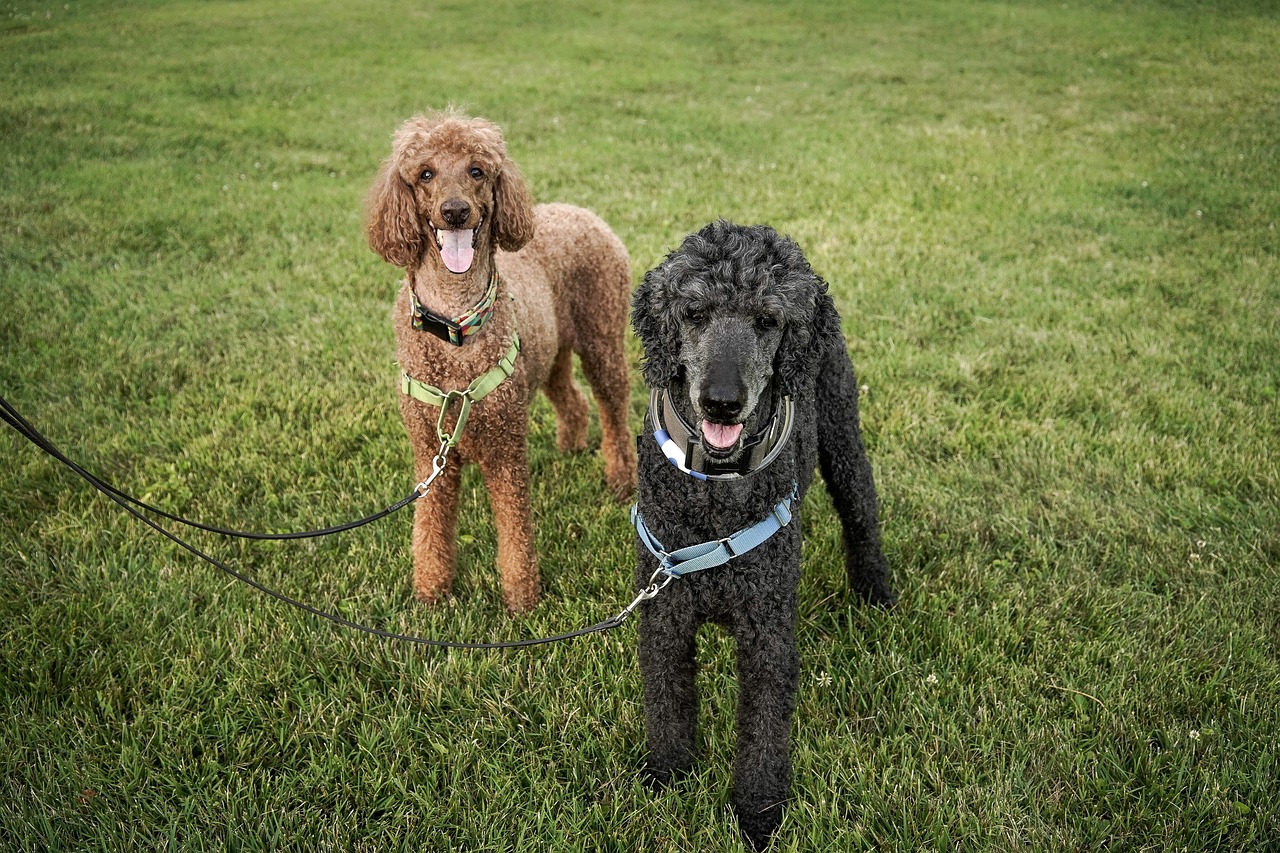 Standard Poodle