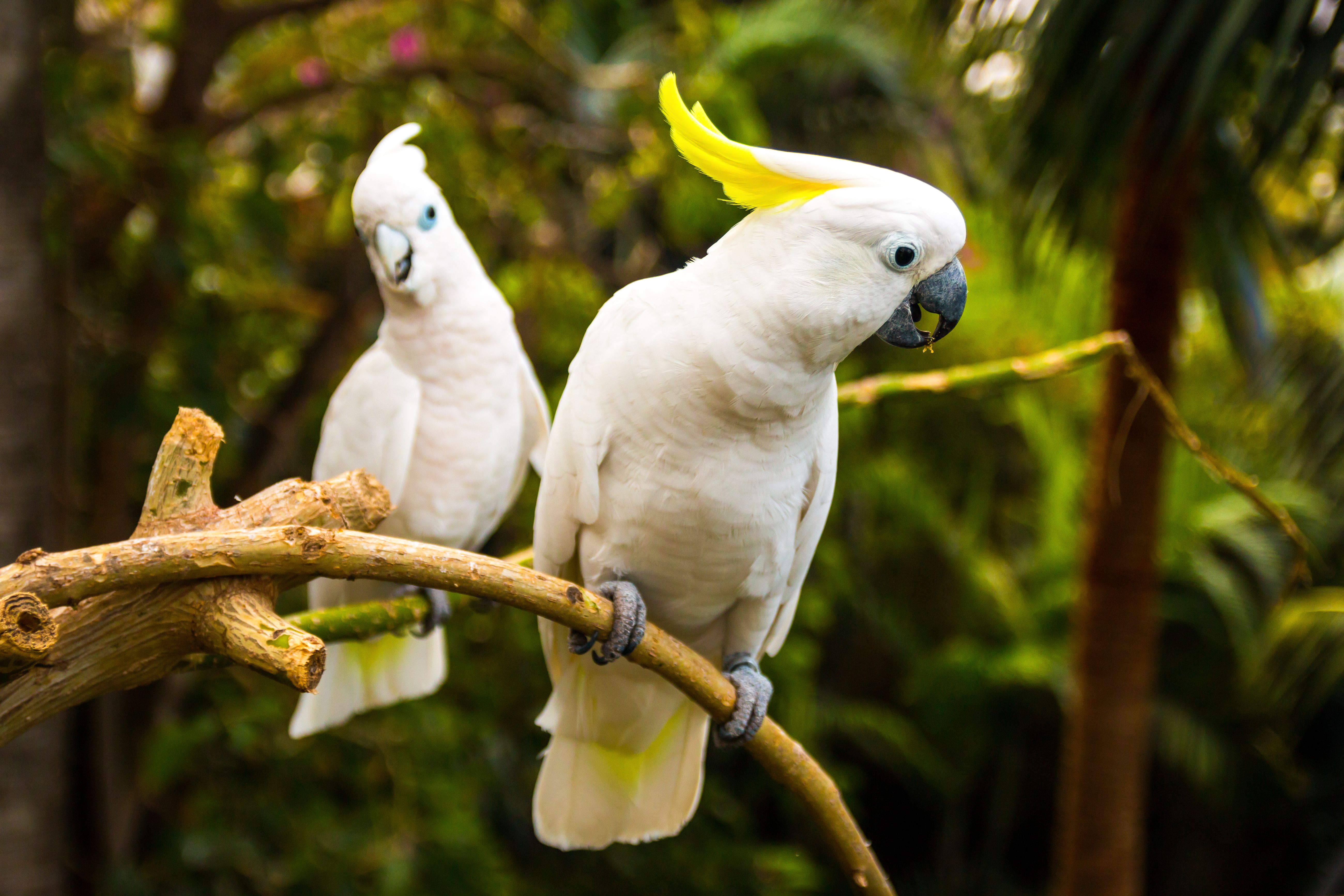 大葵花凤头鹦鹉 (Cacatua galerita)