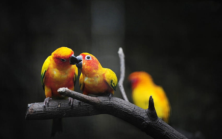 Sun Conure (Sun Parakeet)