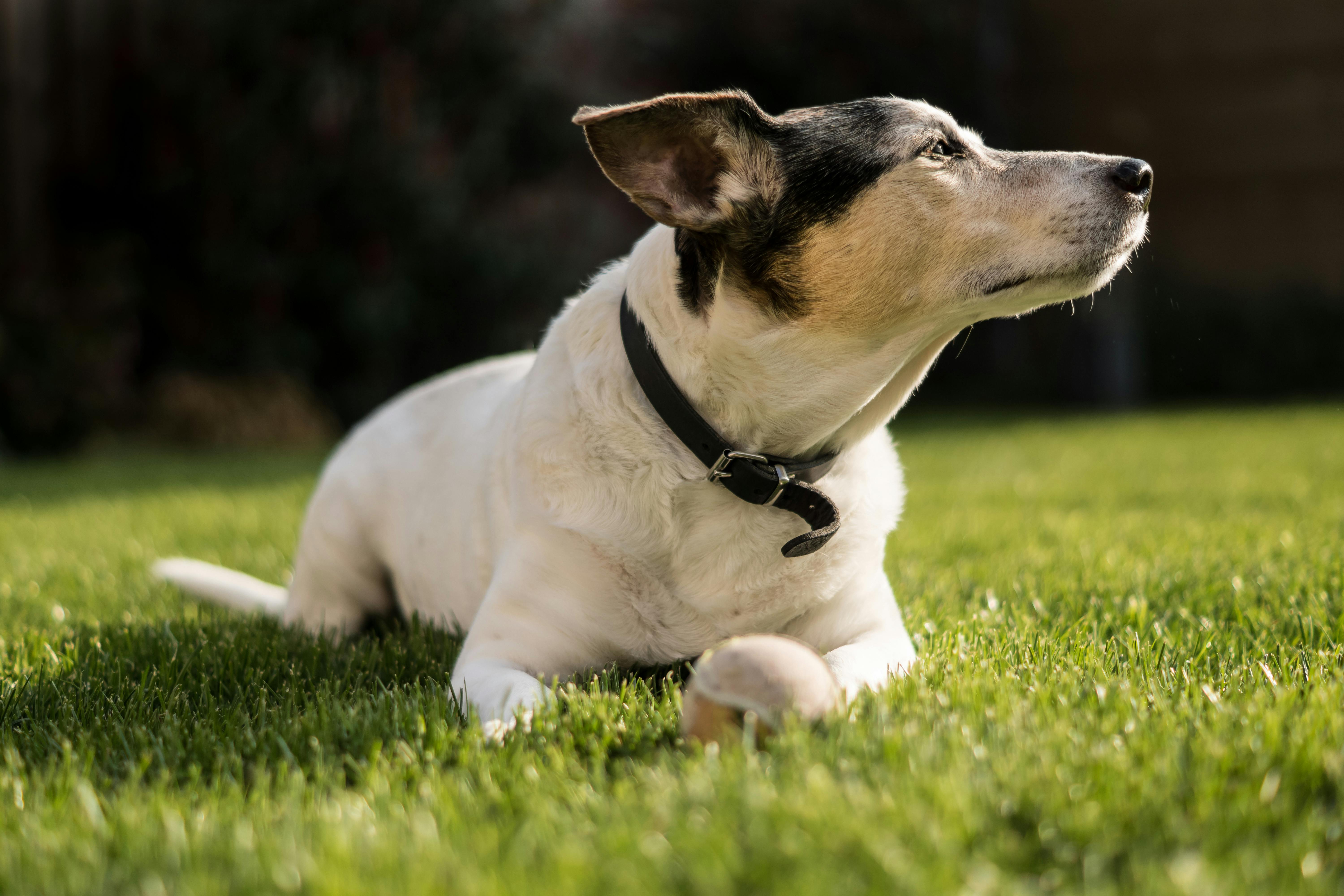 Teddy Roosevelt Terrier