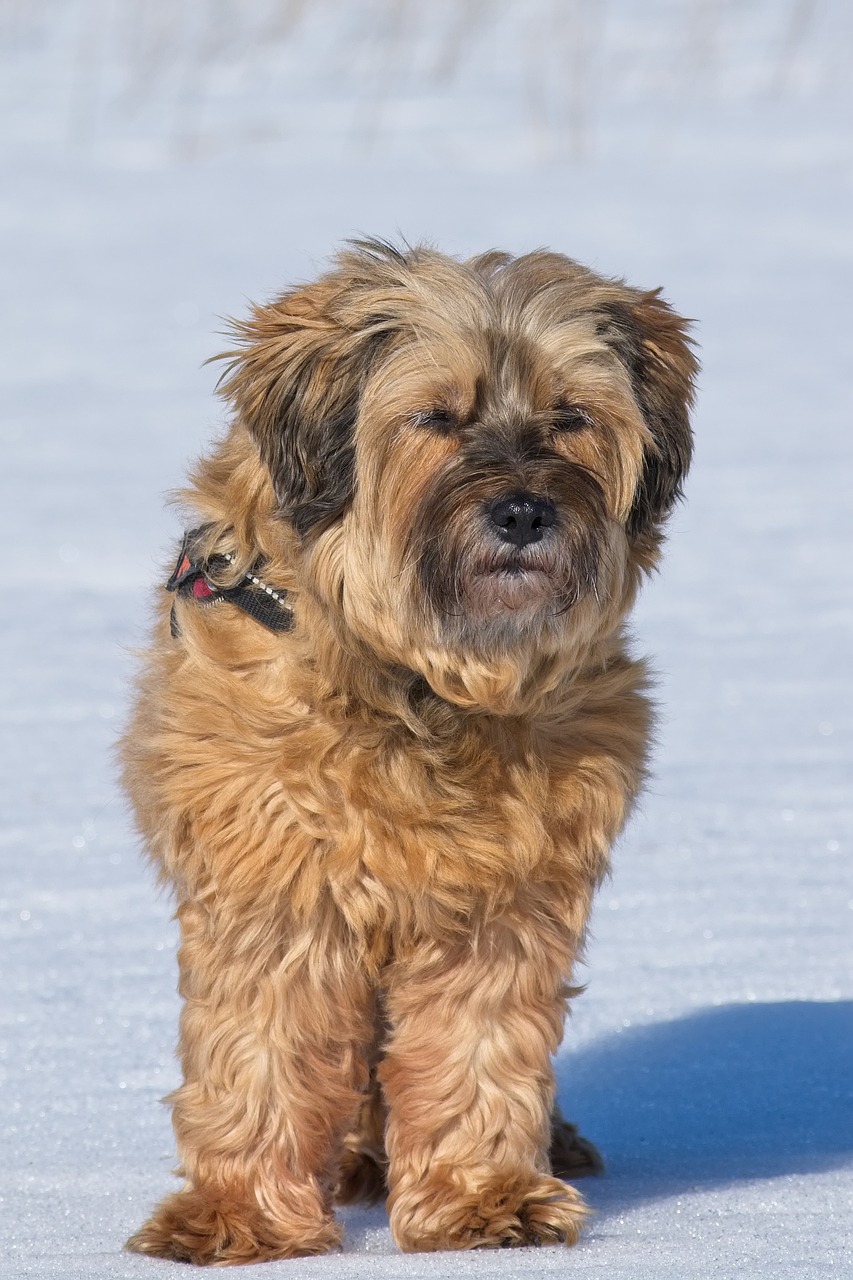 Tibetan Terrier