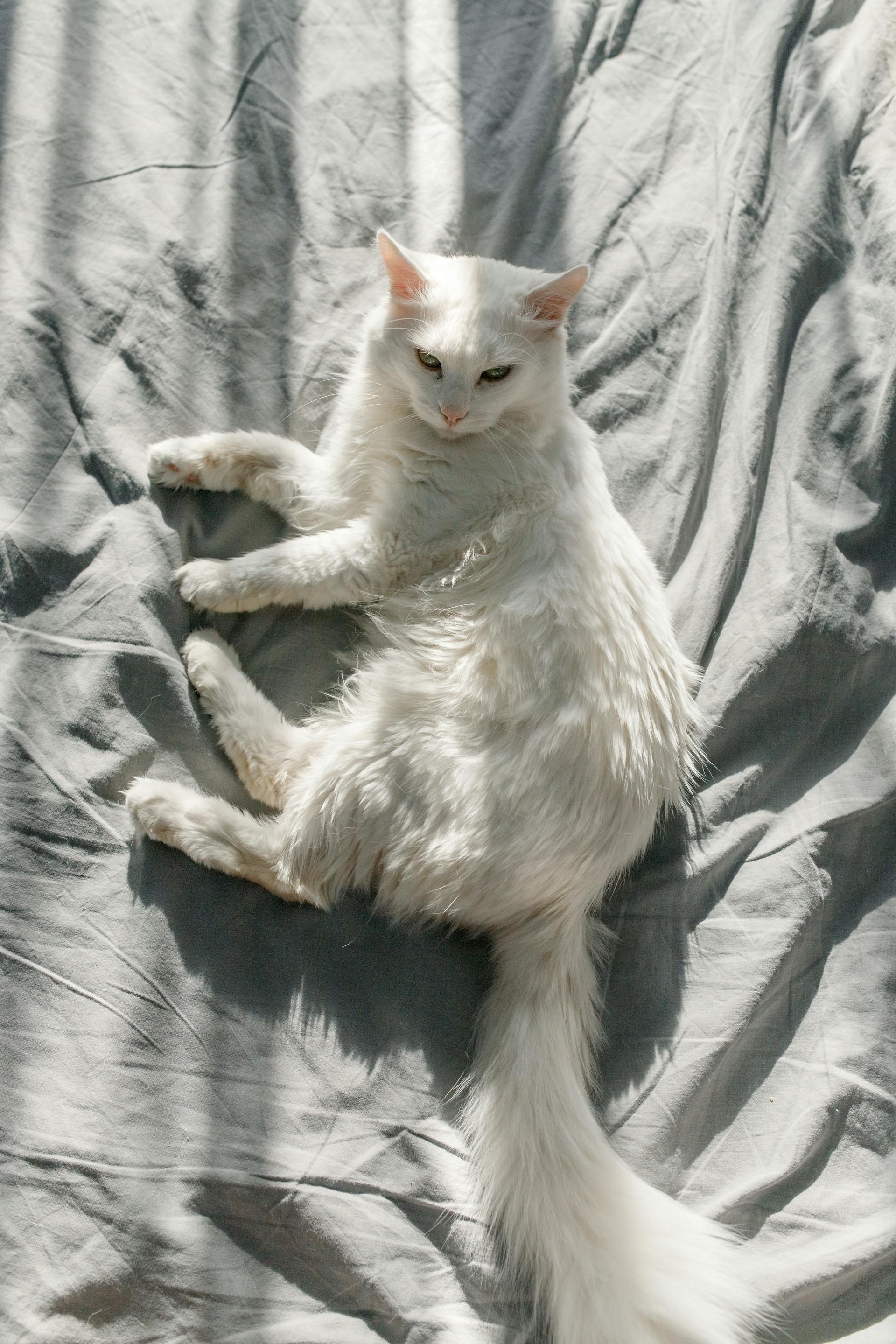 Turkish Angora