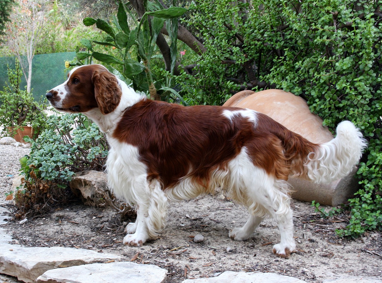 Welsh Springer Spaniel