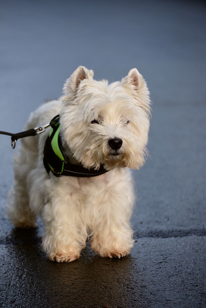 West Highland White Terrier