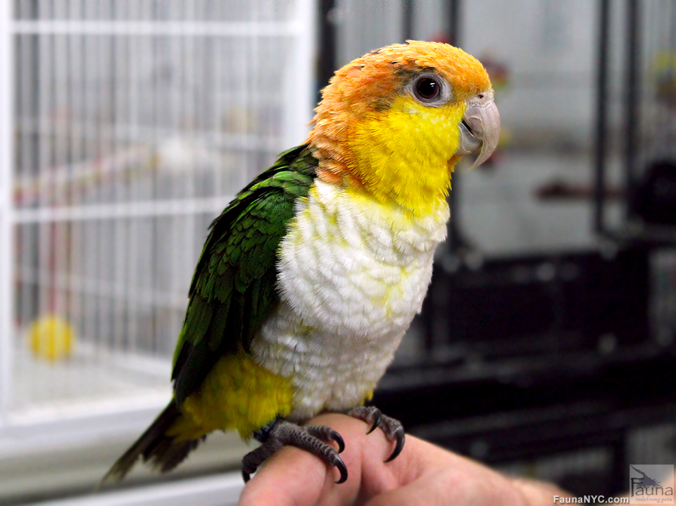 White-Bellied Caique (Pionites leucogaster)