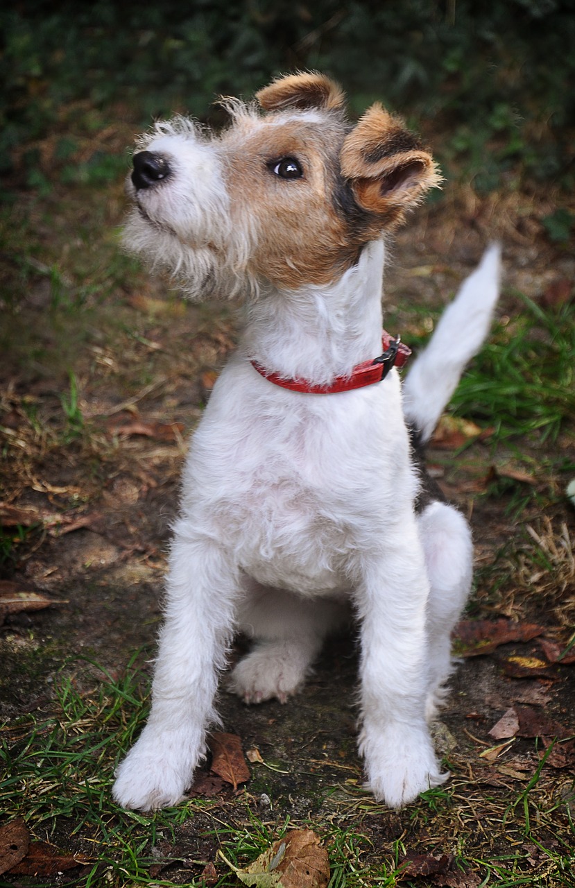 Wire Fox Terrier