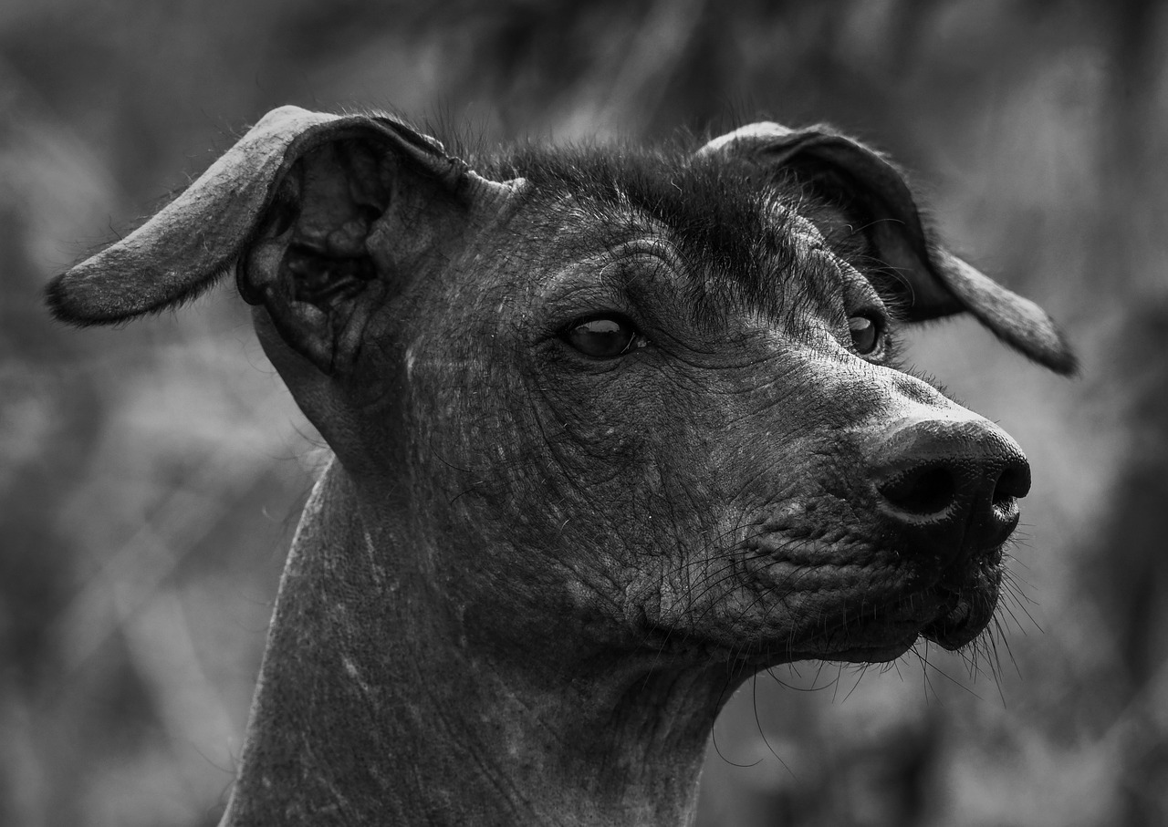 Xoloitzcuintli