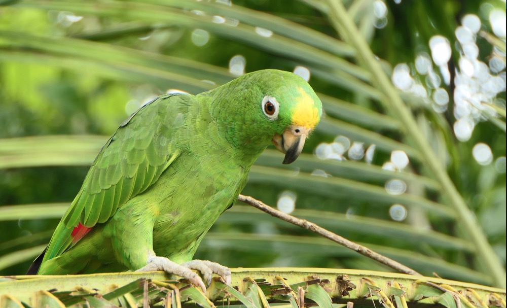 黄冠アマゾン (Amazona ochrocephala): 話すオウム