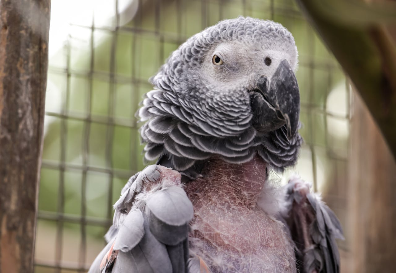 Why Do African Grey Parrots Pluck Their Feathers? 5 Common Causes and Solutions