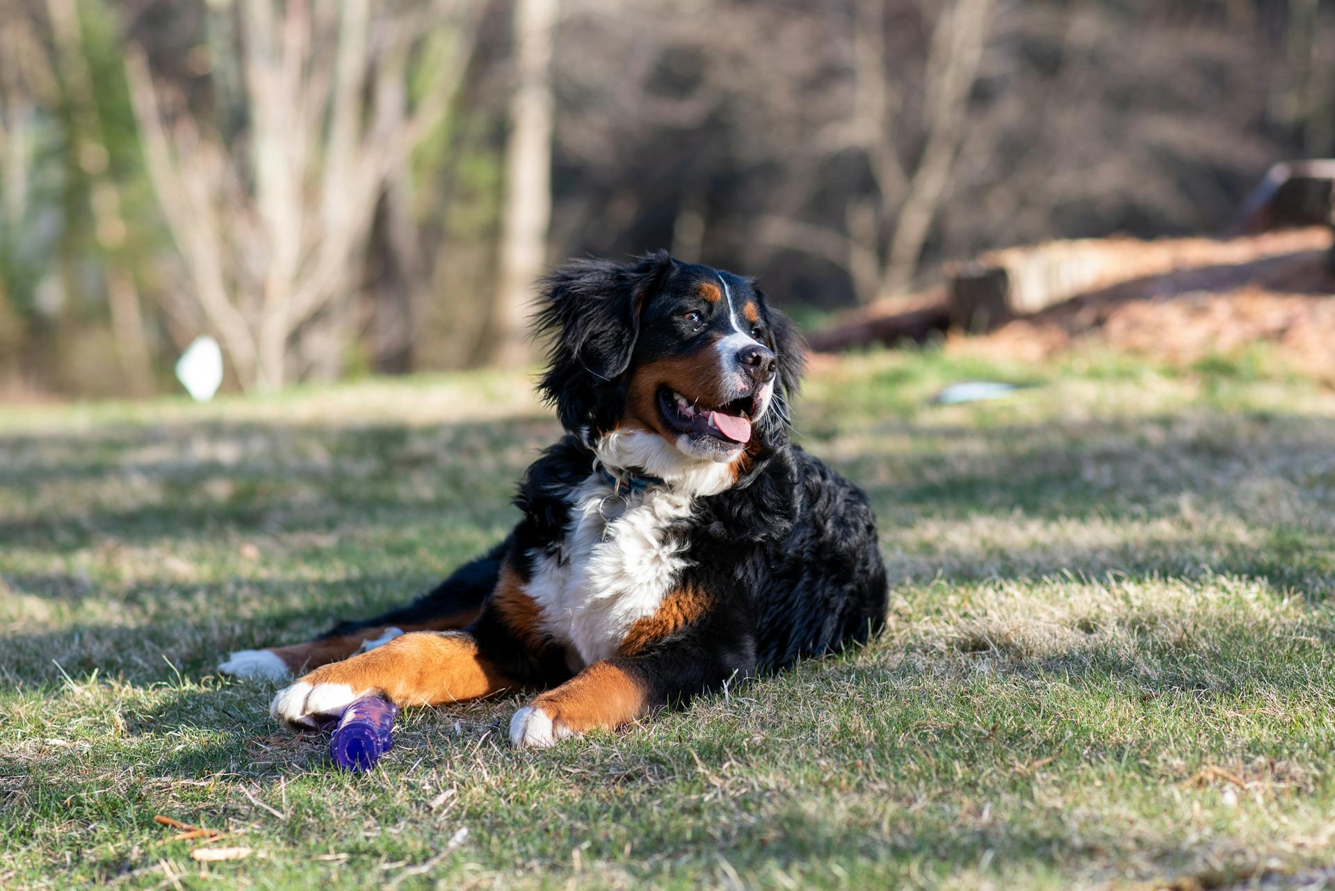 bernedoodle.jpg