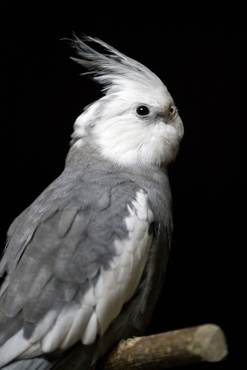 Whiteface Cockatiel