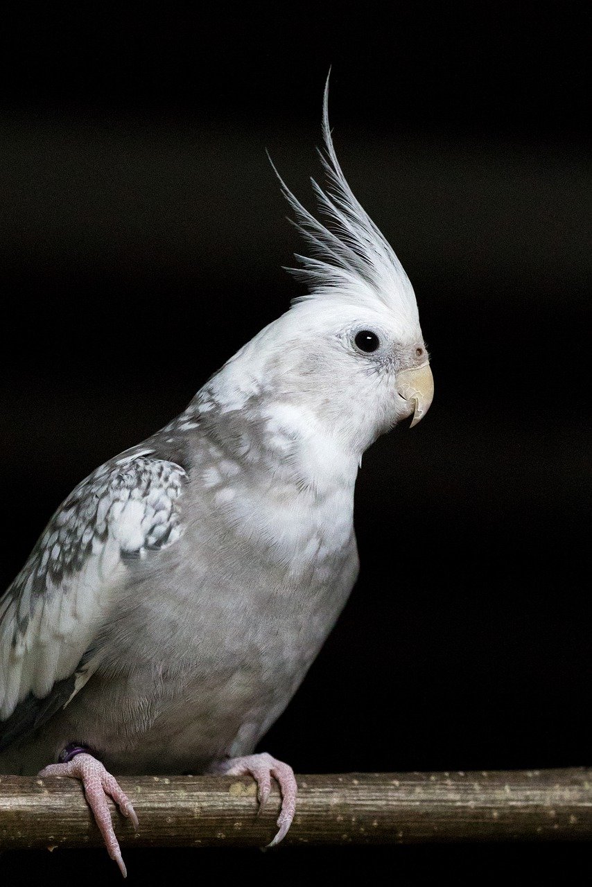 Pearl Cockatiel