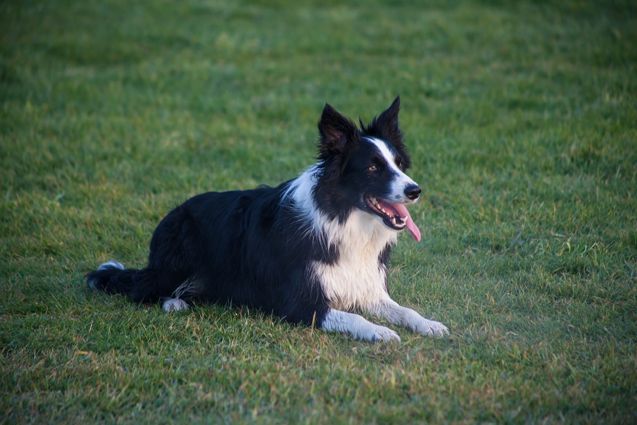 border-collie.jpg