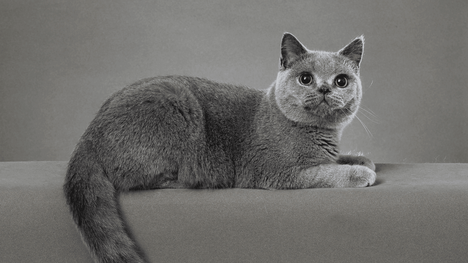 british_shorthair.jpg