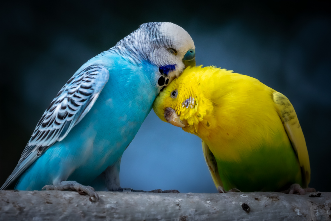 budgerigar01.jpg