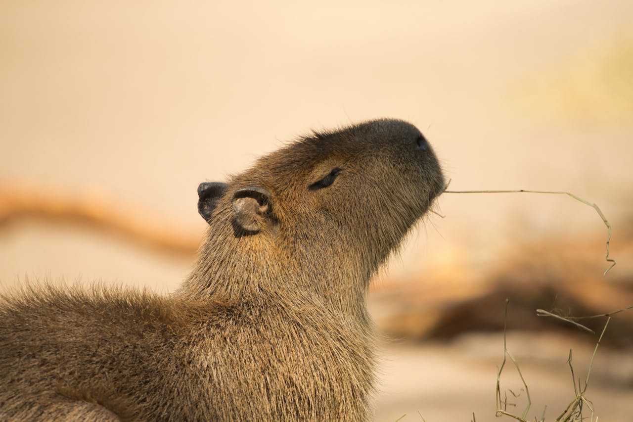 capybara-1.jpg