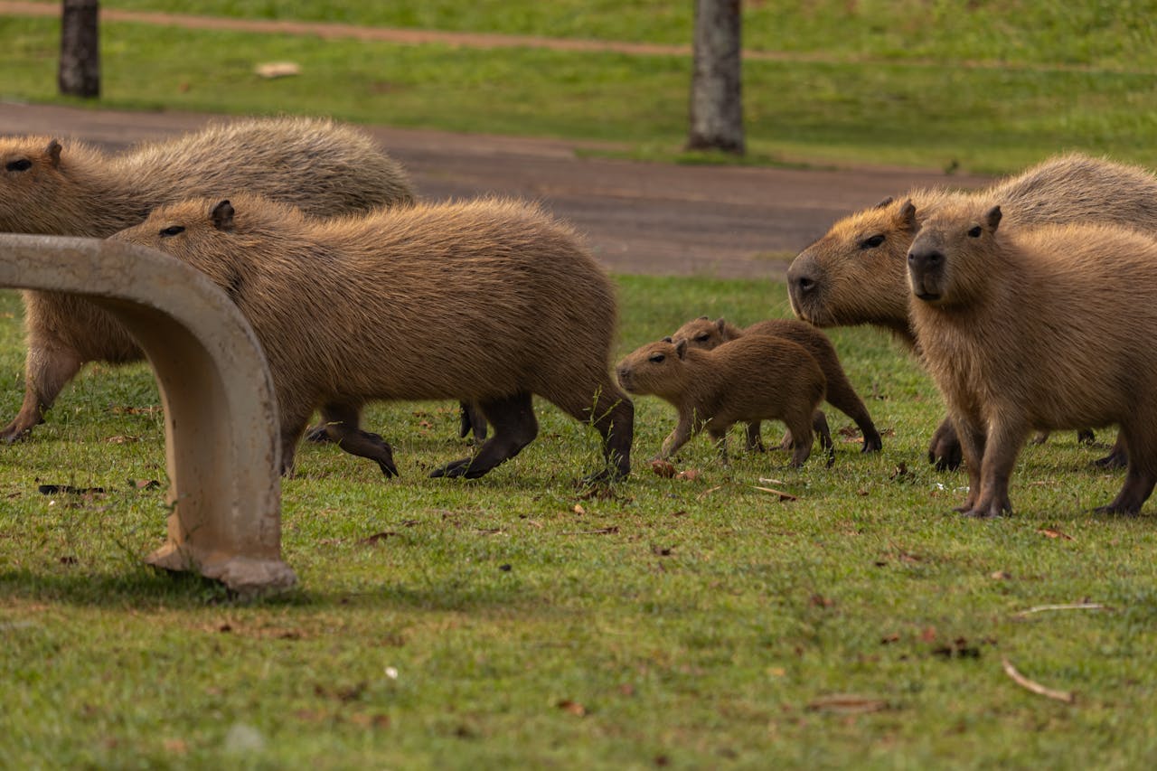 capybara-2.jpg