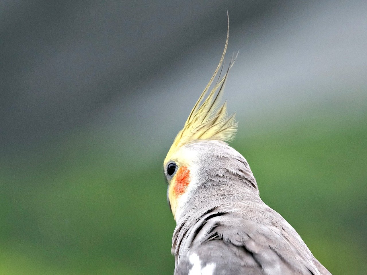 Cinnamon Cockatiel