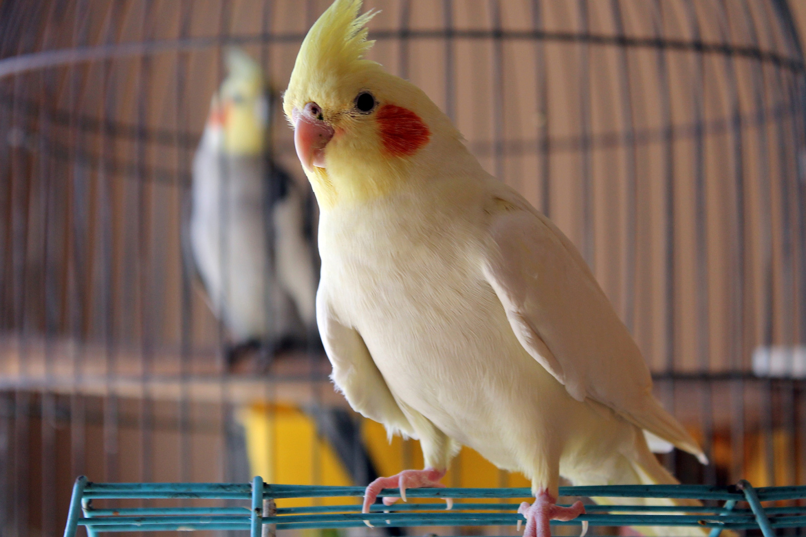 cockatiel.jpg