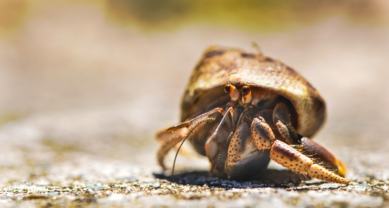 crab-601276_1280.jpg