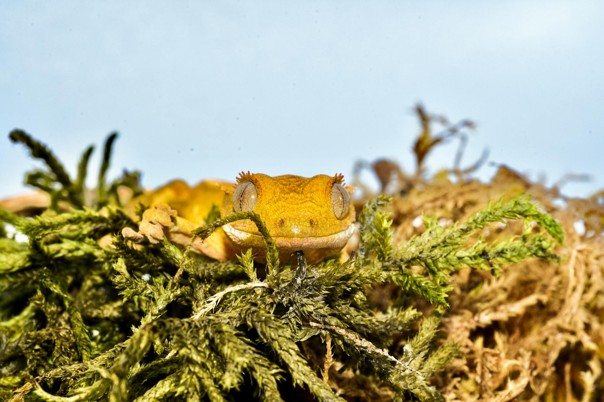 crested-gecko11.jpg