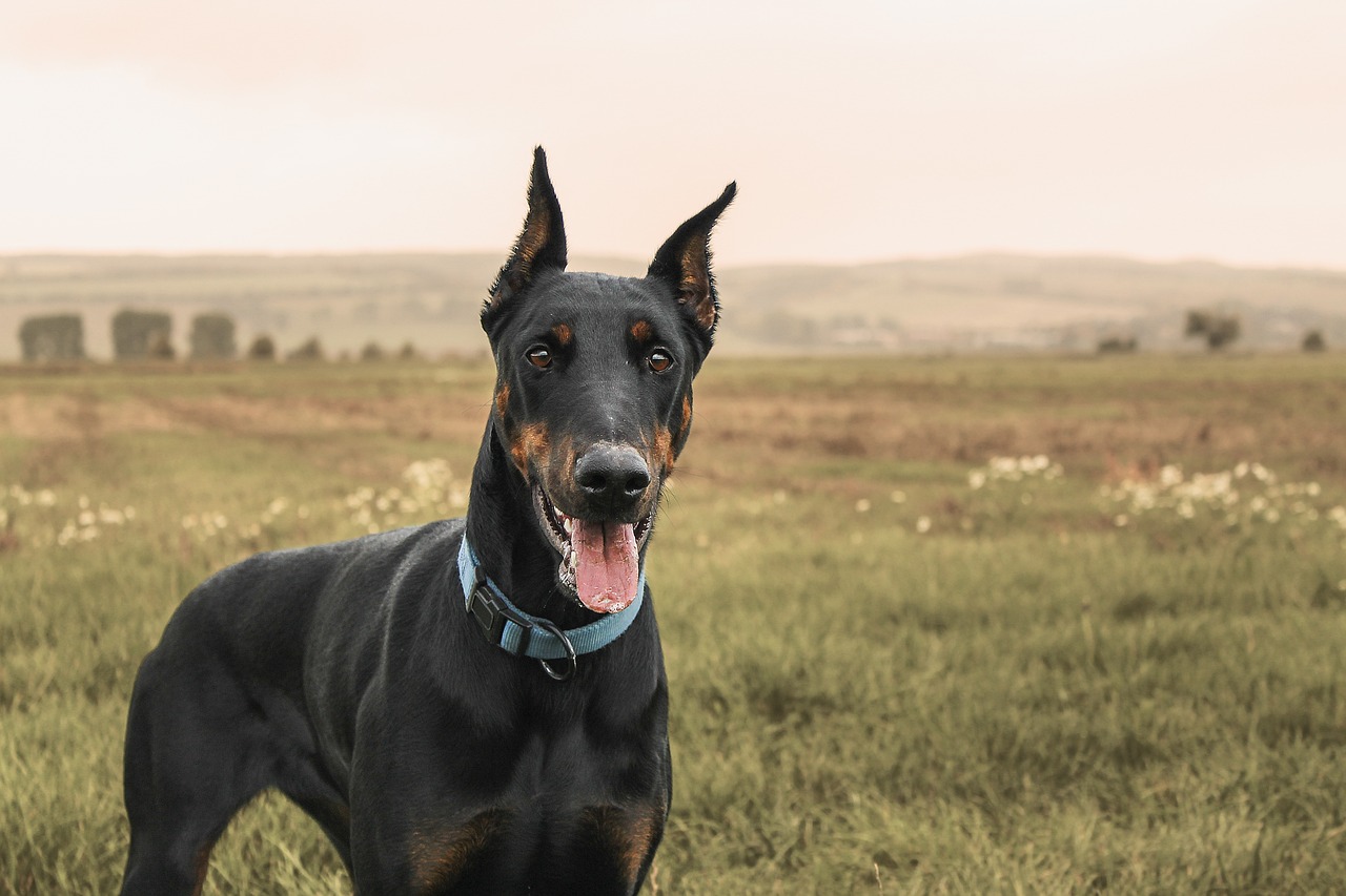 doberman-pinscher.jpg