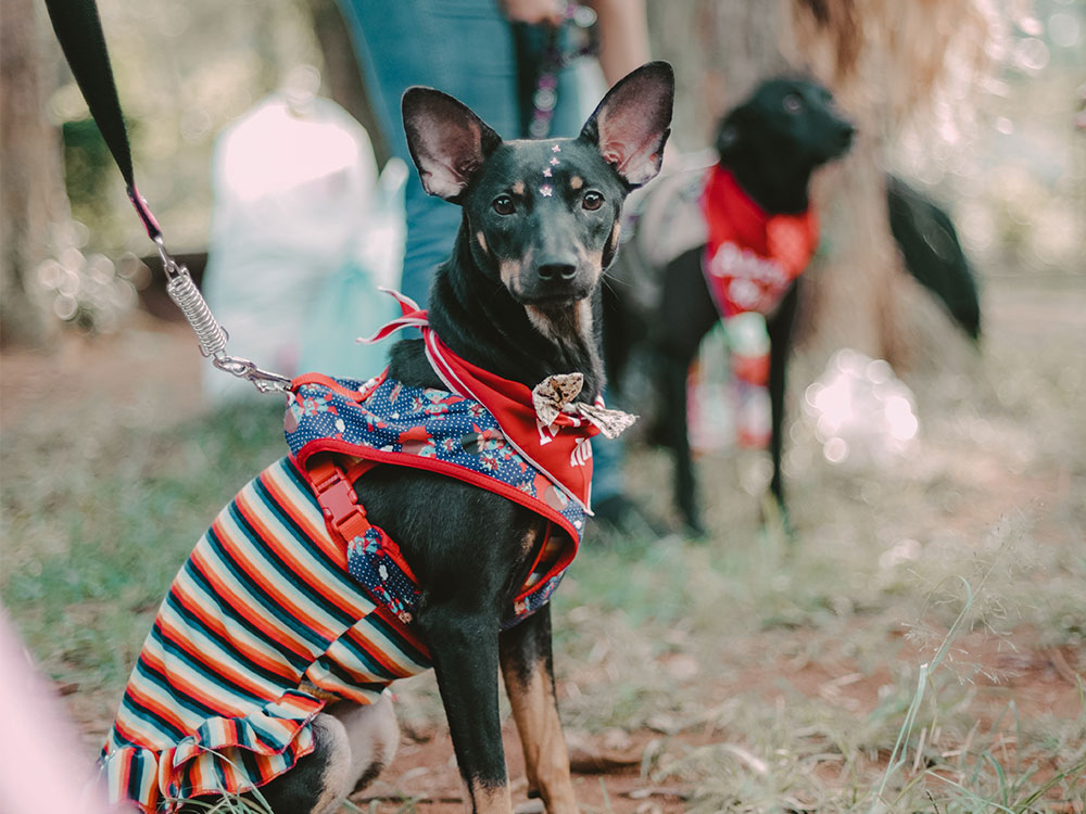 dressed-Manchester-Terrier.jpeg