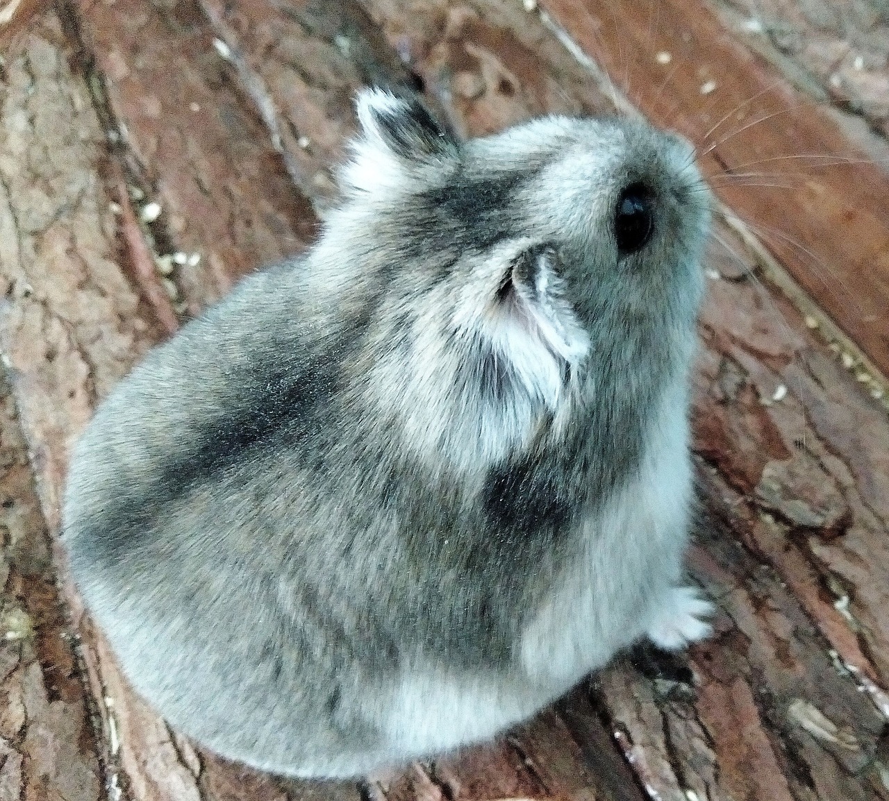 dwarf-hamster-6315659_1280.jpeg