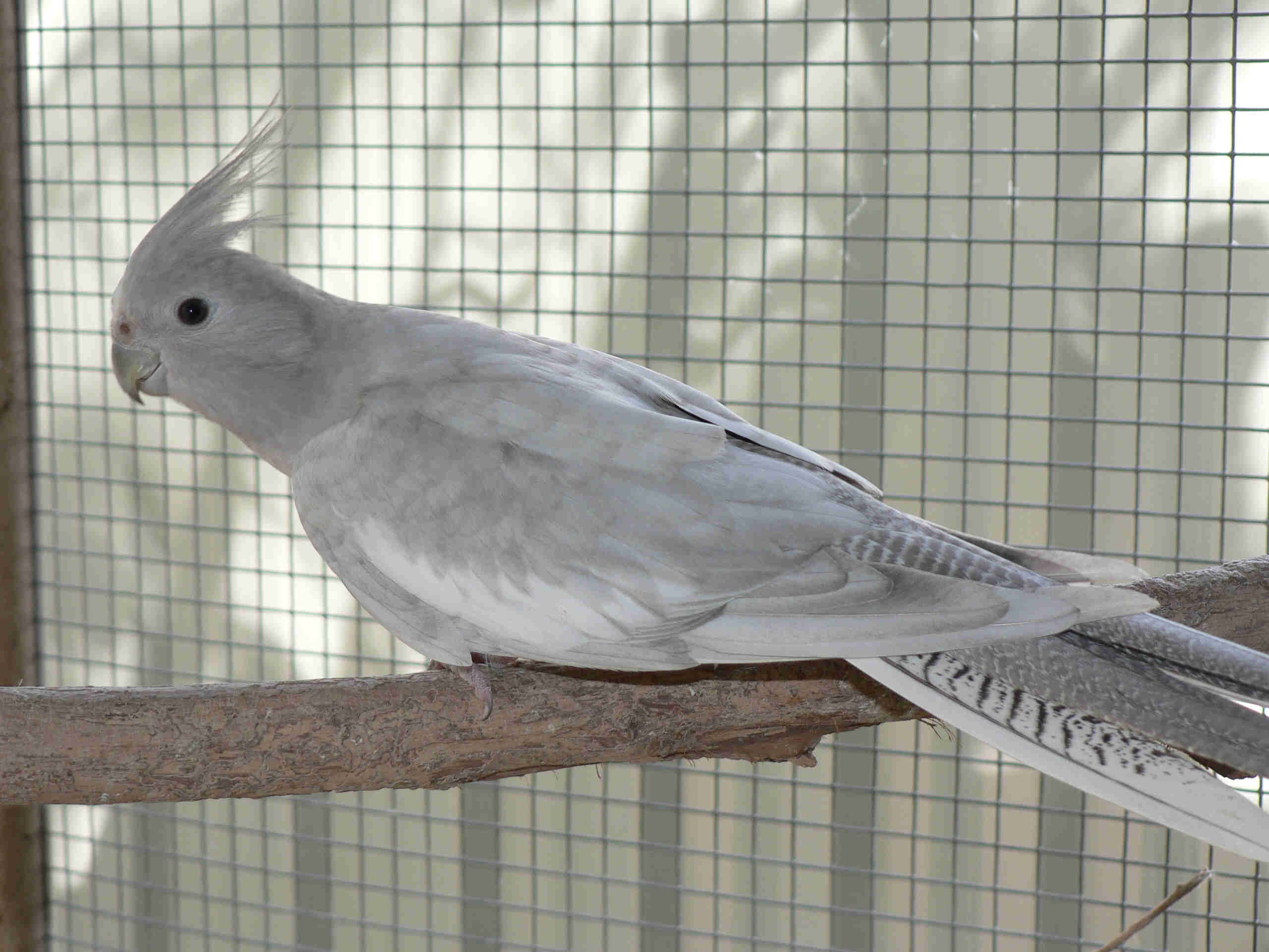 emerald-cockatiel.jpg