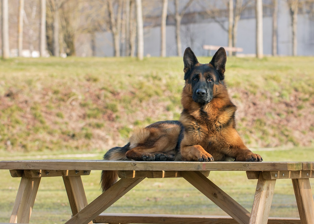 german-shepherd-dog.jpg