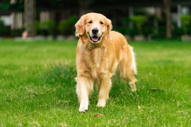 golden-retriever.jpg