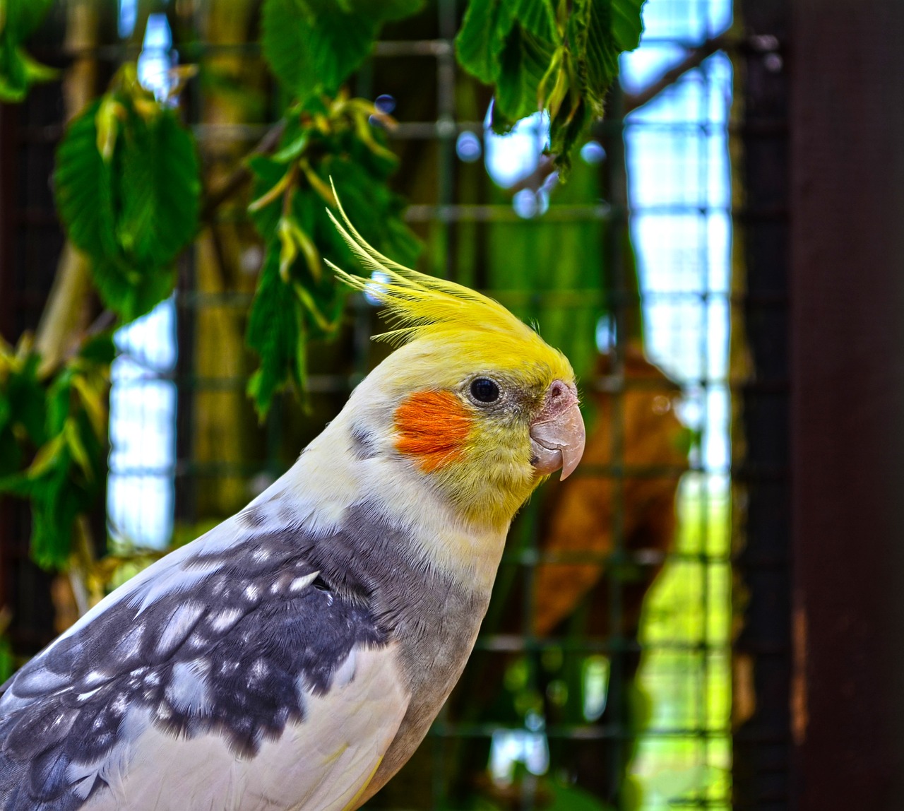 Pied Cockatiel