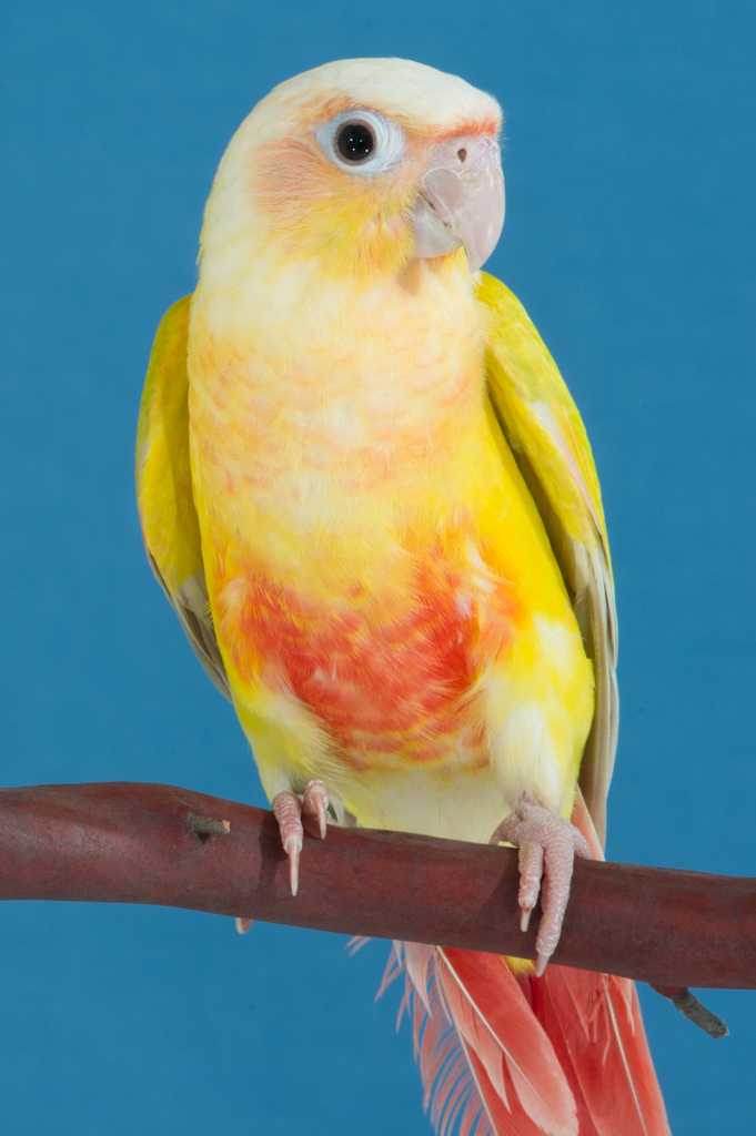 green-cheek-dilute-cinnamon-red-EAA-4784.jpeg