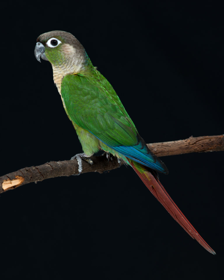 green-cheek-normal-FAA-7308-768x960.jpeg