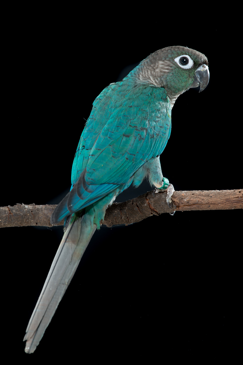 green-cheek-turquoise-FAA-7217.jpeg