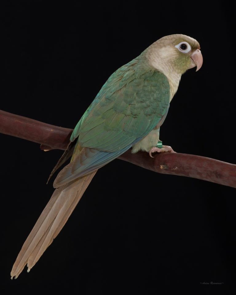 green-cheek-turquoise-cinnamon-HAA-1148-768x960.jpeg