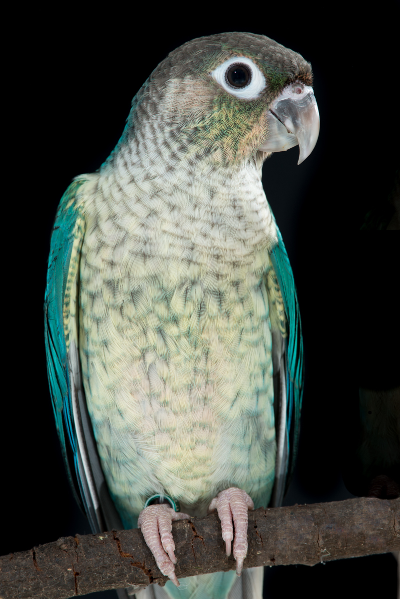 green-cheek-turquoise-ys-FAA-7337.jpeg