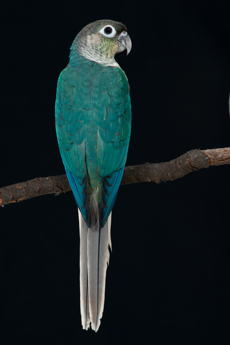 green-cheek-turquoise-ys-FAA-7340.jpeg